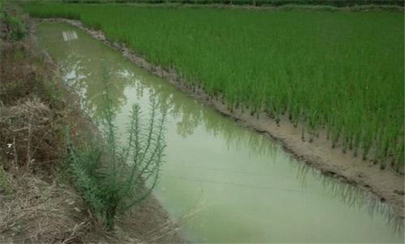 小龍蝦可以和稻田魚(yú)混養嗎？
