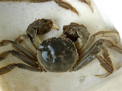 河蟹飼養方法