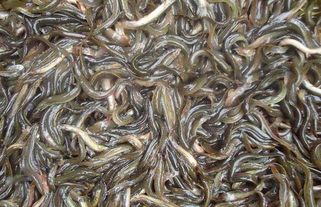 泥鰍養殖技術(shù)