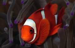 小丑魚(yú)吃什么飼料？