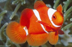 小丑魚(yú)是什么魚(yú)？