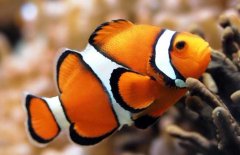 小丑魚(yú)好養嗎？
