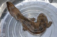 娃娃魚(yú)怎么殺怎么清洗、怎么吃?