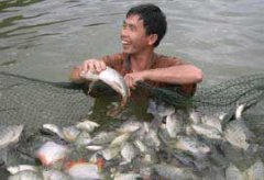 羅非魚(yú)的放養規格與密度 羅非魚(yú)放養前準備工作