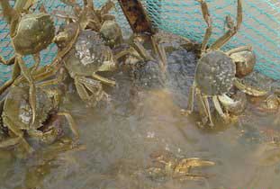 河蟹飼養管理技術(shù)