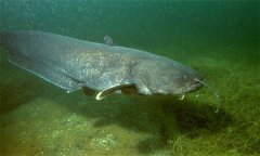 鯰魚(yú)養殖條件和要求 鯰魚(yú)屬于無(wú)鱗魚(yú)嗎？