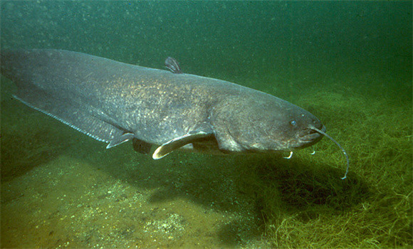 鯰魚(yú)屬于無(wú)鱗魚(yú)嗎？