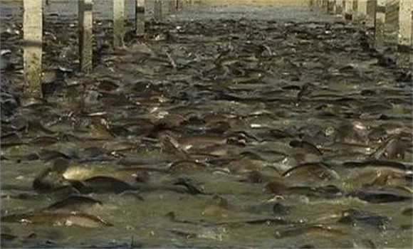 鯰魚(yú)養殖條件和要求