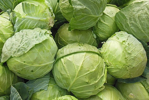 卷心菜的營(yíng)養價(jià)值 吃卷心菜的好處