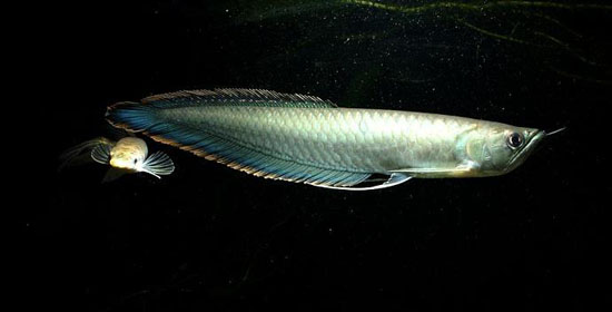 黑龍魚(yú)怎么養 黑龍魚(yú)的養殖方法技巧