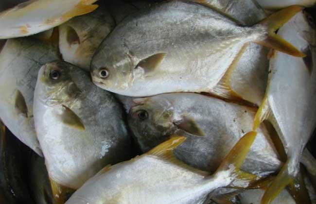 金鯧魚(yú)飼養管理要點(diǎn)