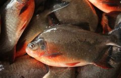 紅鯧魚(yú)是海魚(yú)還是河魚(yú) 紅鯧魚(yú)養殖技術(shù)要點(diǎn)