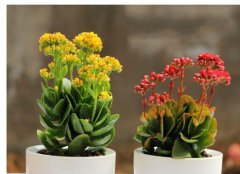 長(cháng)壽花如何養 長(cháng)壽花養殖方法