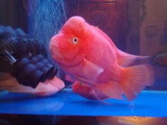 財神魚(yú)圖片 財神魚(yú)怎么養