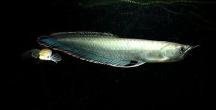 黑龍魚(yú)怎么養 黑龍魚(yú)的養殖方法技巧