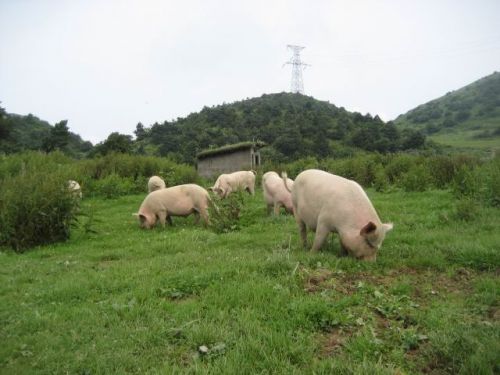 牧草養豬
