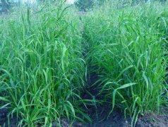 黑麥草用途 多年生黑麥草營(yíng)養價(jià)值及利用