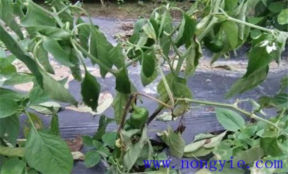蔬菜疫病病原及發(fā)生規律