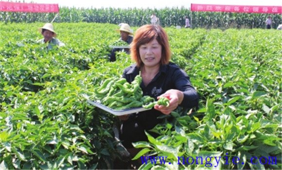 農戶(hù)引進(jìn)蔬菜新品種要注意些什么