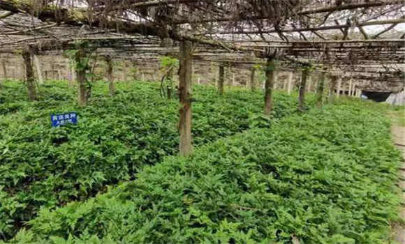 注意調節天棚的透光度