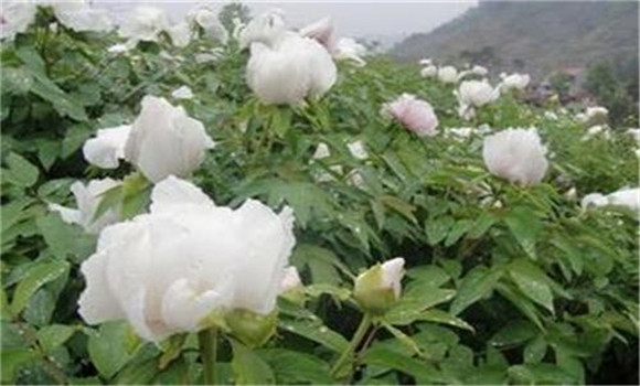 白芍種植技術(shù)、方法與主要步驟