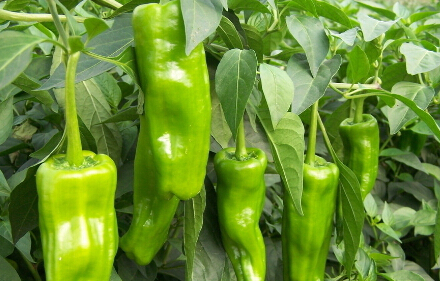 青椒的生長(cháng)環(huán)境要求