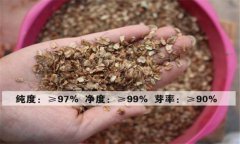 當歸種植條件要求 當歸種植技術(shù)要點(diǎn)與步驟