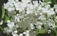 五月丁香北京香，北方丁香花期在五月