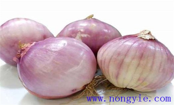 圓蔥的生長(cháng)時(shí)間