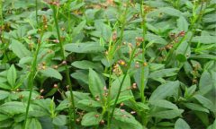 人參種植土壤環(huán)境要求 人參的生長(cháng)過(guò)程是怎樣的