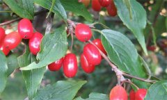 山茱萸別名叫什么 山茱萸生長(cháng)環(huán)境要求是什么