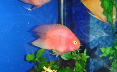 血鸚鵡魚(yú)的養殖方法