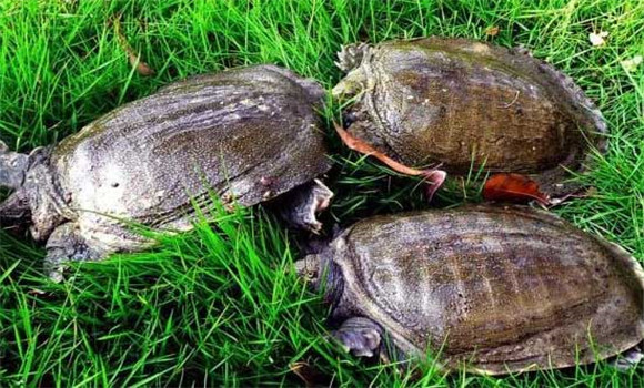甲魚(yú)養殖技術(shù)