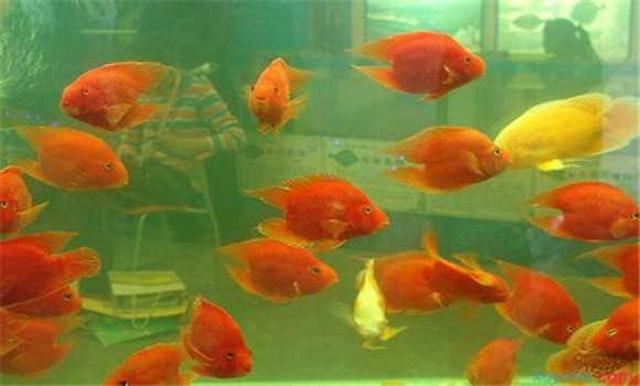 金魚(yú)的飼養方法