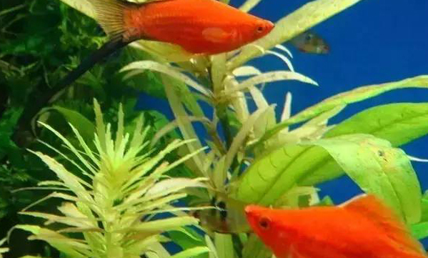 熱帶魚(yú)怎么養