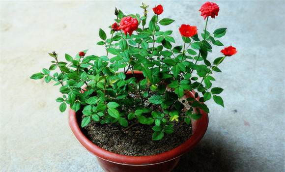 盆栽月季花養殖方法