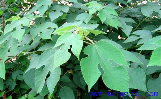 構樹(shù)的生長(cháng)習性及園林用途