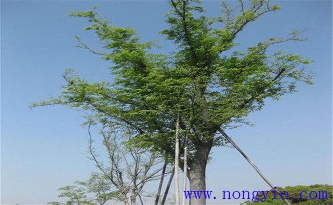 櫸樹(shù)的生態(tài)習性