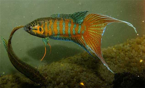 中國斗魚(yú)怎么養