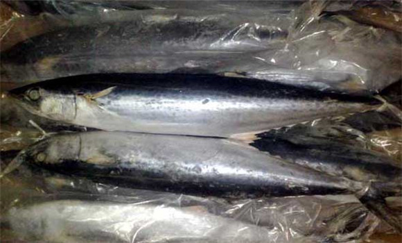 馬鮫魚(yú)養殖