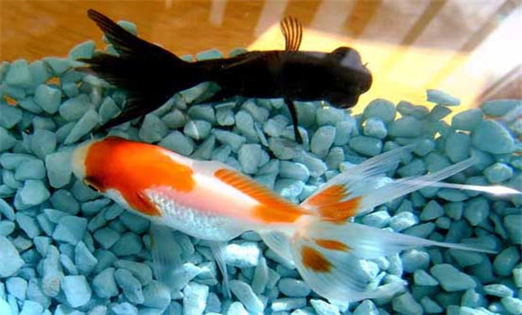 金魚(yú)養幾條風(fēng)水好