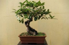家庭陽(yáng)臺盆栽桂花如何養護？