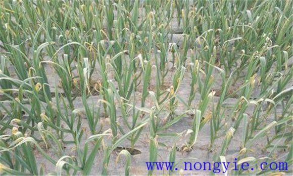大蒜疫病發(fā)病規律是什么