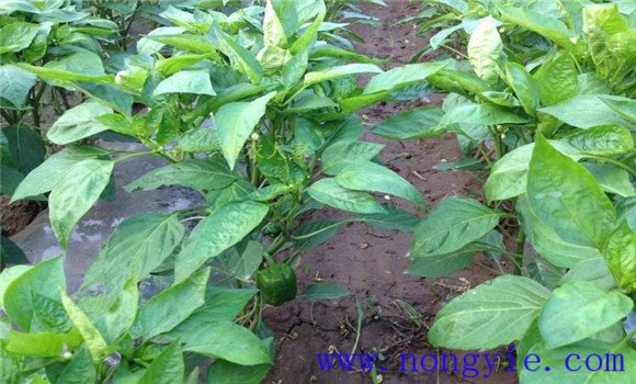 甜椒種植時(shí)間與季節