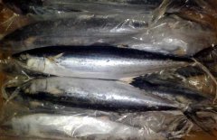 馬鮫魚(yú)產(chǎn)地在哪里、有哪些種類(lèi) 能人工養殖嗎？