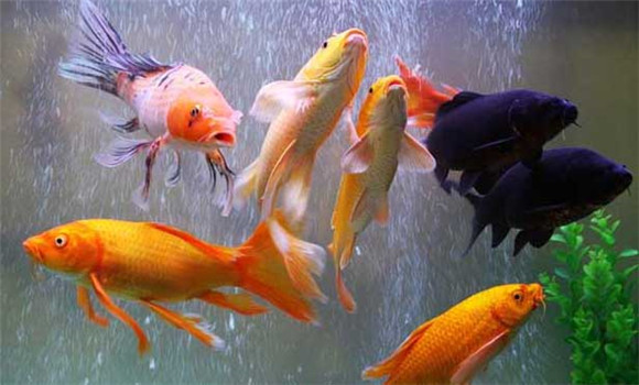 錦鯉魚(yú)養幾條好