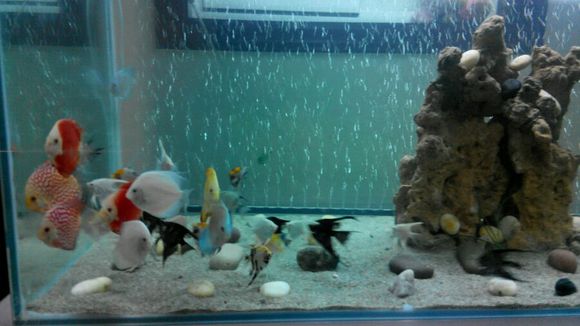 燕尾魚(yú)怎么養