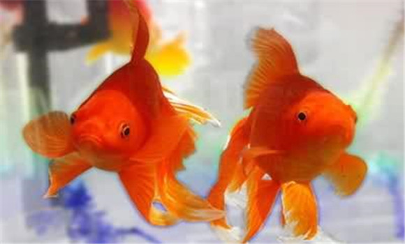 飼養金魚(yú)的方法