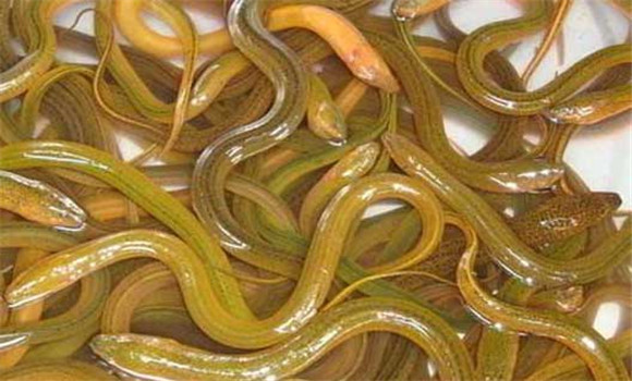 怎樣養殖黃鱔
