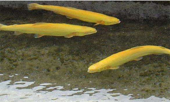金鱒魚(yú)養殖技術(shù)